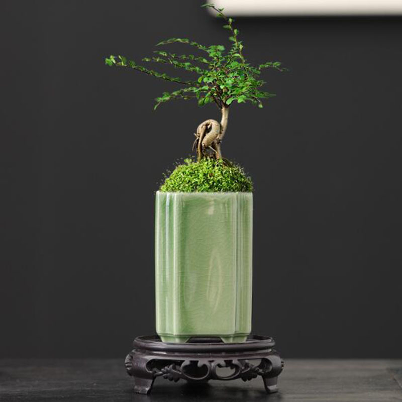 Porcelain Square Celadon Glaze - огляд і ціна Bonsai Garden Europe