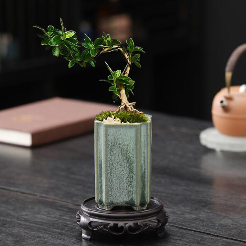 Porcelain Square Celadon Glaze - огляд і ціна Bonsai Garden Europe