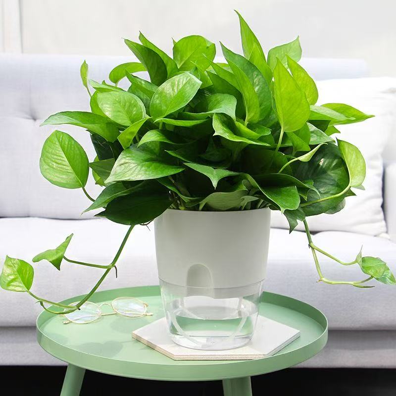 Self Watering Pots for Plants, - огляд і ціна Sphagnum Moss Bag